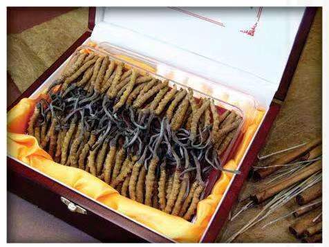 千家镇冬虫夏草回收